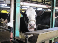 高橋牧場の乳牛。人に慣れ、愛情たっぷりに育てられていることが、良く分かる。