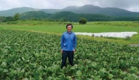 訪れた6月中旬の大坪さんのてん菜畑。葉が元気に広がっています。