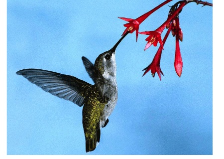   http://www.hedweb.com/animimag/hummingbirds.htm]
