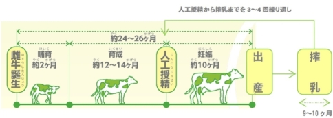 乳牛からミルクがでるまでの成長過程