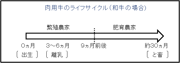 肉用牛のライフサイクル(和牛の場合)