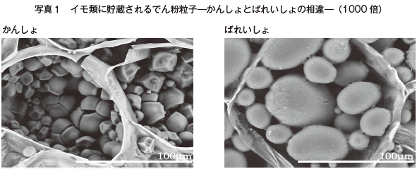 食品加工素材としての各種でん粉 農畜産業振興機構
