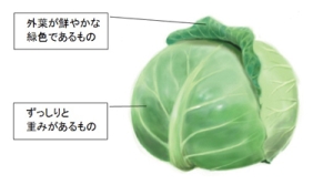 キャベツの選び方(野菜ブックより)