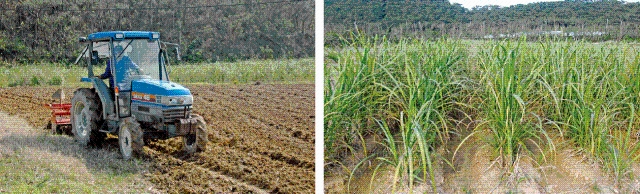 (左)植え付け前の整地作業 (右)伊禮さんのさとうきび畑
