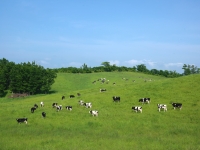 牧場の風景