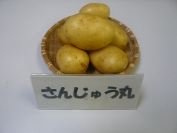 病虫害に強い「さんじゅう丸」