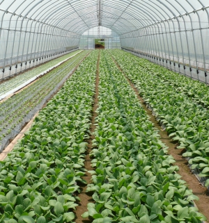 森さんが生産するチンゲン菜