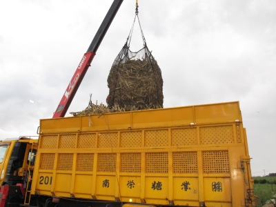 製糖工場へ運ぶ車に積み込む