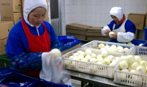 中国にあるたまねぎ加工工場。皮をむき、上部と下部をくりぬいている。