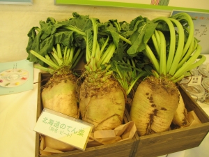 市場には決して出回らない北海道直送のてん菜。重さが1kgにもなる現物に来場者も興味津々