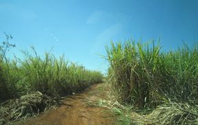 ブラジルのさとうきび畑