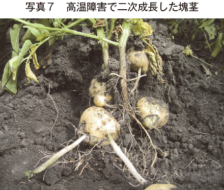 倍土が浅いため外気温に影響されやすい。