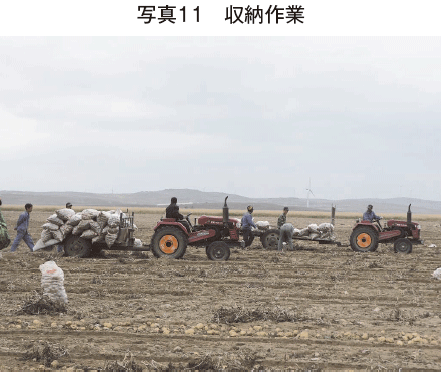 圃場から袋に詰めたばれいしょをトレーラーで回収し、貯蔵庫へ運ぶ。末端消費者まで袋単位で流通する。