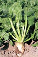 白い身の部分だけでも1kg弱にもなるてん菜