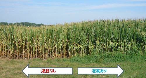 かんがいの有無によるトウモロコシの米国における生育状況(インディアナ州中部・コロンバス周辺にて撮影)