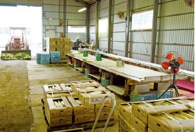 中島さんの作業場。訪れた7月中旬は夏大根の出荷作業が行われていました。