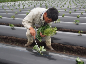 6月 苗を南向きに植え付ける