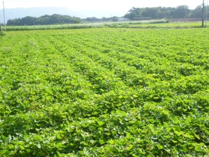 9月 青々と茂ったかんしょ畑