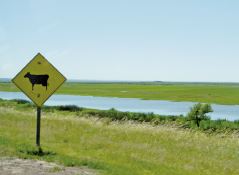 アルゼンチンにある「牛に注意」の道路標識