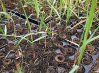 育成中の補植用の苗。「将来的にできるだけ自分で栽培したい」と西さん