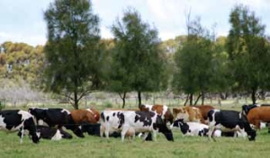 オーストラリアの酪農生産と水資源 農畜産業振興機構
