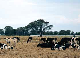 オーストラリアの酪農生産と水資源 農畜産業振興機構
