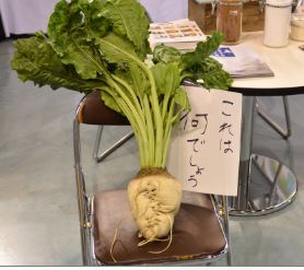展示したてん菜の模型