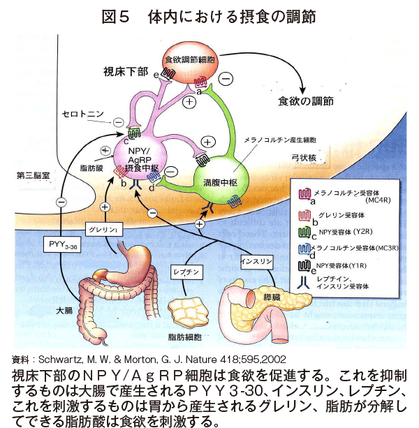 セロトニン 分泌 場所