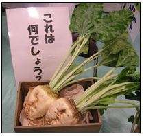 来場者の目をひいたてん菜の模型