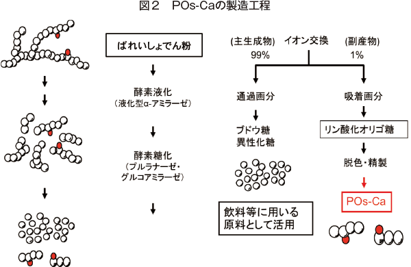 ばれいしょでん粉の糖化工程の副産物から開発された 独自素材 リン酸化オリゴ糖カルシウム 農畜産業振興機構