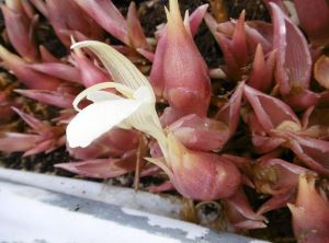 白いみょうがの花
