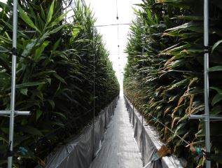 高さが3m以上になるみょうがの葉茎