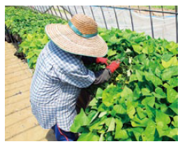 腰の高さの育苗台で行う、かんしょの苗の切り取り(採苗)作業