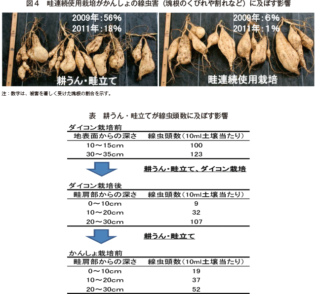 ダイコンとかんしょの畦連続使用栽培におけるかんしょの線虫害の軽減効果 農畜産業振興機構