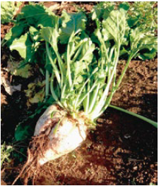 大きく立派に育ったてん菜