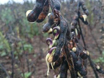 写真　多雨で収穫ができない中、発芽して使いものにならなくなってしまった大豆（コルドバ州にてBOLSA撮影）