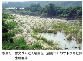 台湾のサトウキビ品種育成の現状ならびにサトウキビ野生種の自生状況 農畜産業振興機構