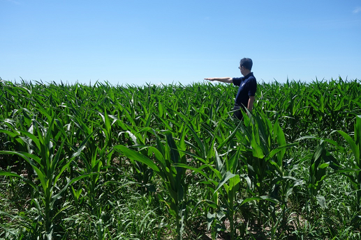 写真　トウモロコシの生育状況（アイオワ州にて2017年6月20日撮影、草丈は130センチメートル程度）