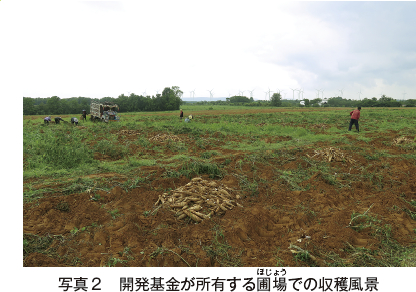 写真2　開発基金が所有する圃場での収穫風景