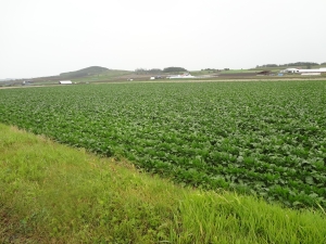 移植圃場(5/2定植)