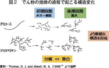 図2　でん粉の焙焼の過程で起こる構造変化