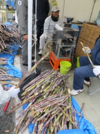 サトウキビの圧搾