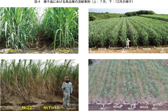 機械化の迫る中国から見るサトウキビ品種と機械化の関係 農畜産業振興機構