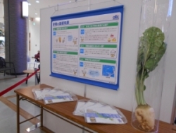 展示の様子(てん菜)
