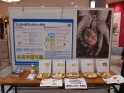 展示の様子(ばれいしょ)