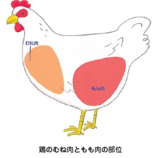 むね肉は、もも肉に比べると低カロリーにもかかわらず、たんぱく質が100 gあたり22 ・3gともも肉の18 ・8gよりも多く含まれています。