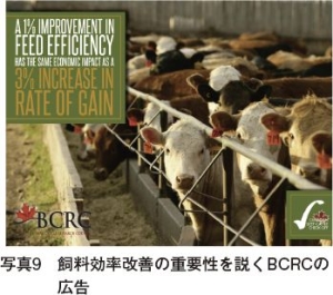写真9　 飼料効率改善の重要性を説くBCRCの広告