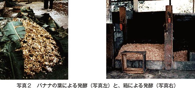 写真2　バナナの葉による発酵（写真左）と、箱による発酵（写真右）