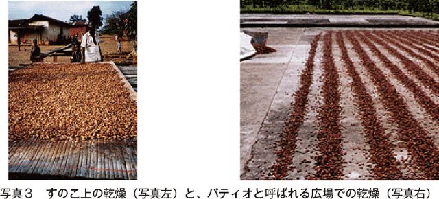 写真3　すのこ上の乾燥（写真左）と、パティオと呼ばれる広場での乾燥（写真右）