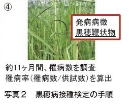 国内に自生するサトウキビ野生種を活用した黒穂病抵抗性の強化 農畜産業振興機構